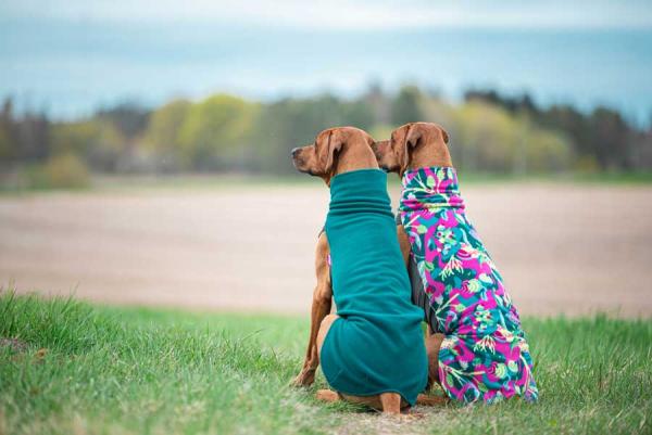 Jumppa Pomppa Updatet Forest